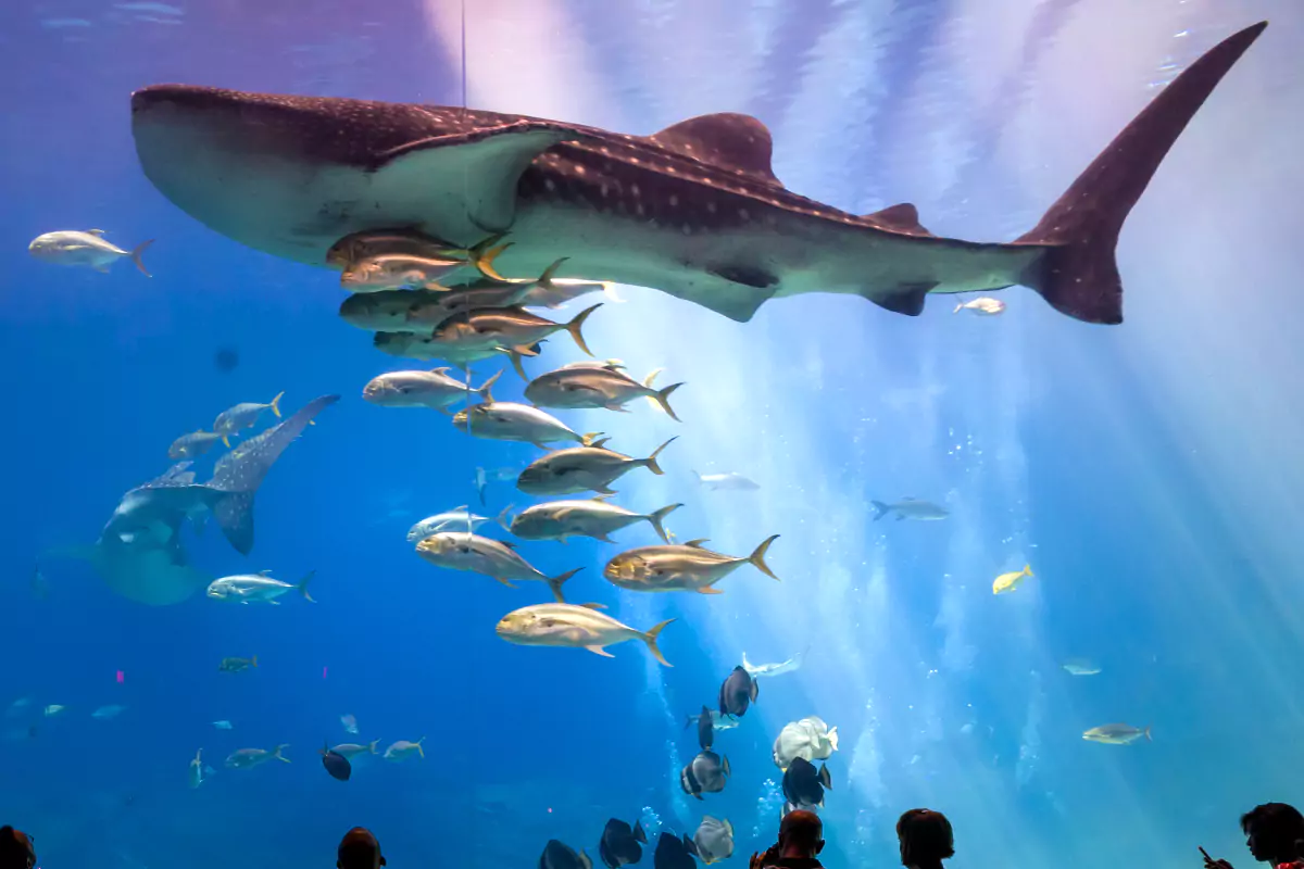 Aquarium