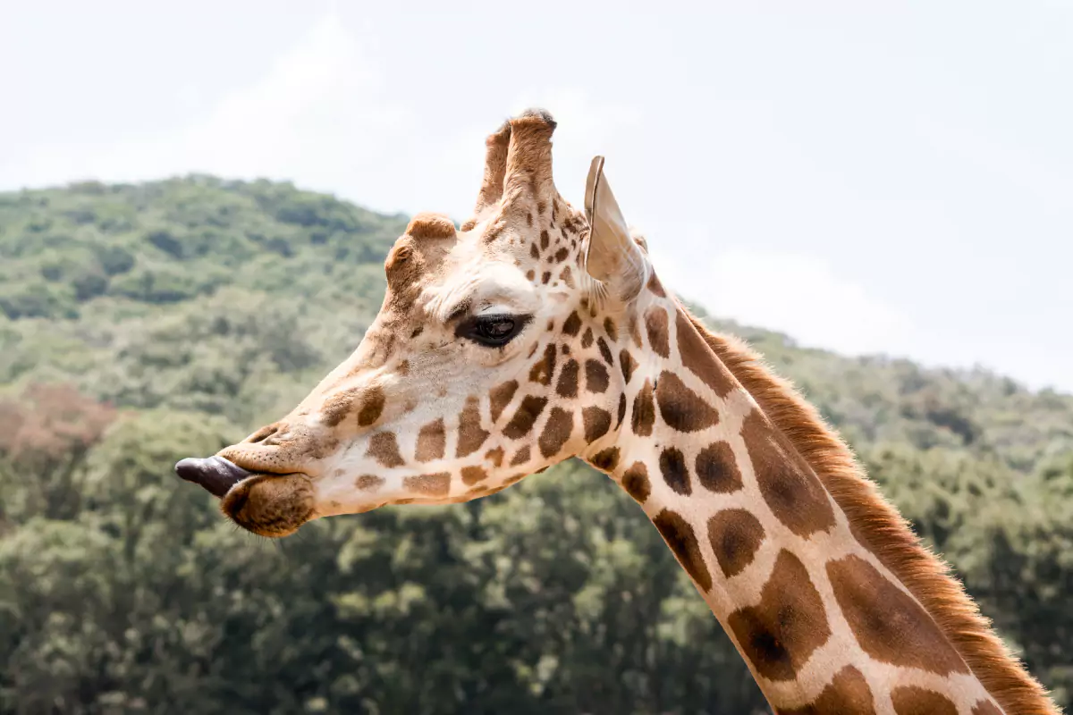 Zoo & Wildlife