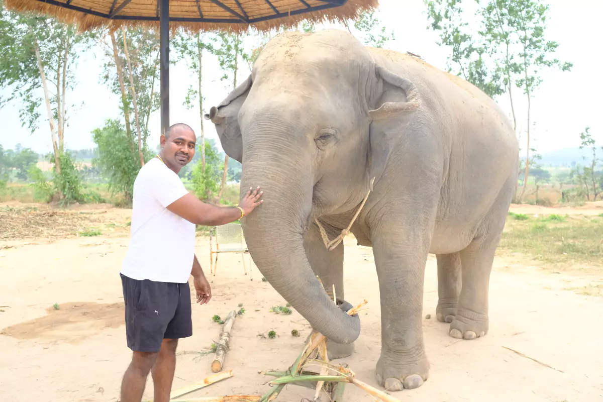 Elephant Jungle Sanctuary Pattaya