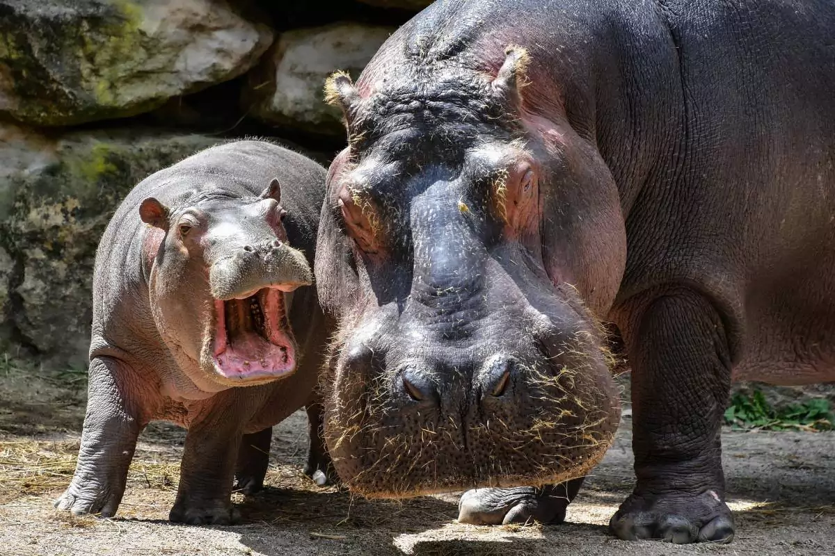 Khao Kheow Open Zoo Pattaya