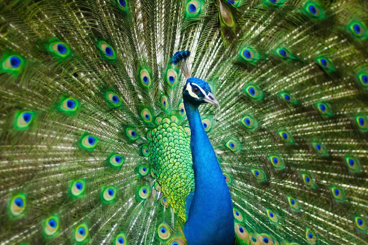 Khao Kheow Open Zoo Pattaya
