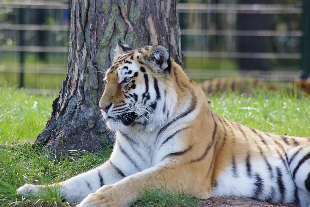 Khao Kheow Open Zoo Pattaya