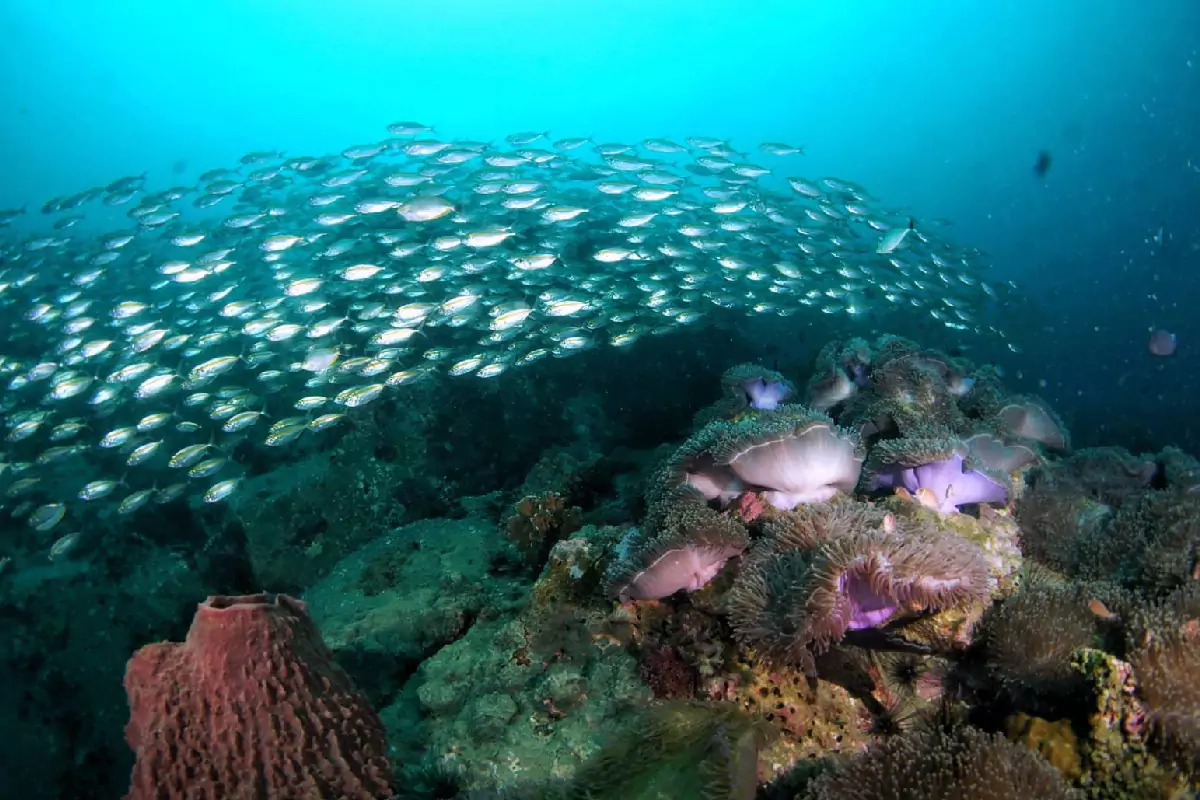 Scuba Diving Pattaya