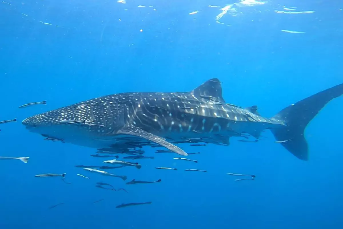 Scuba Diving Pattaya