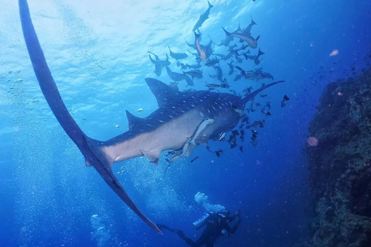 Scuba Diving Pattaya
