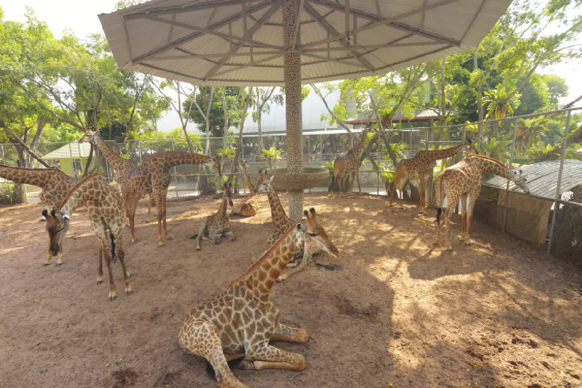 The Million Years Stone Park & Pattaya Crocodile Farm