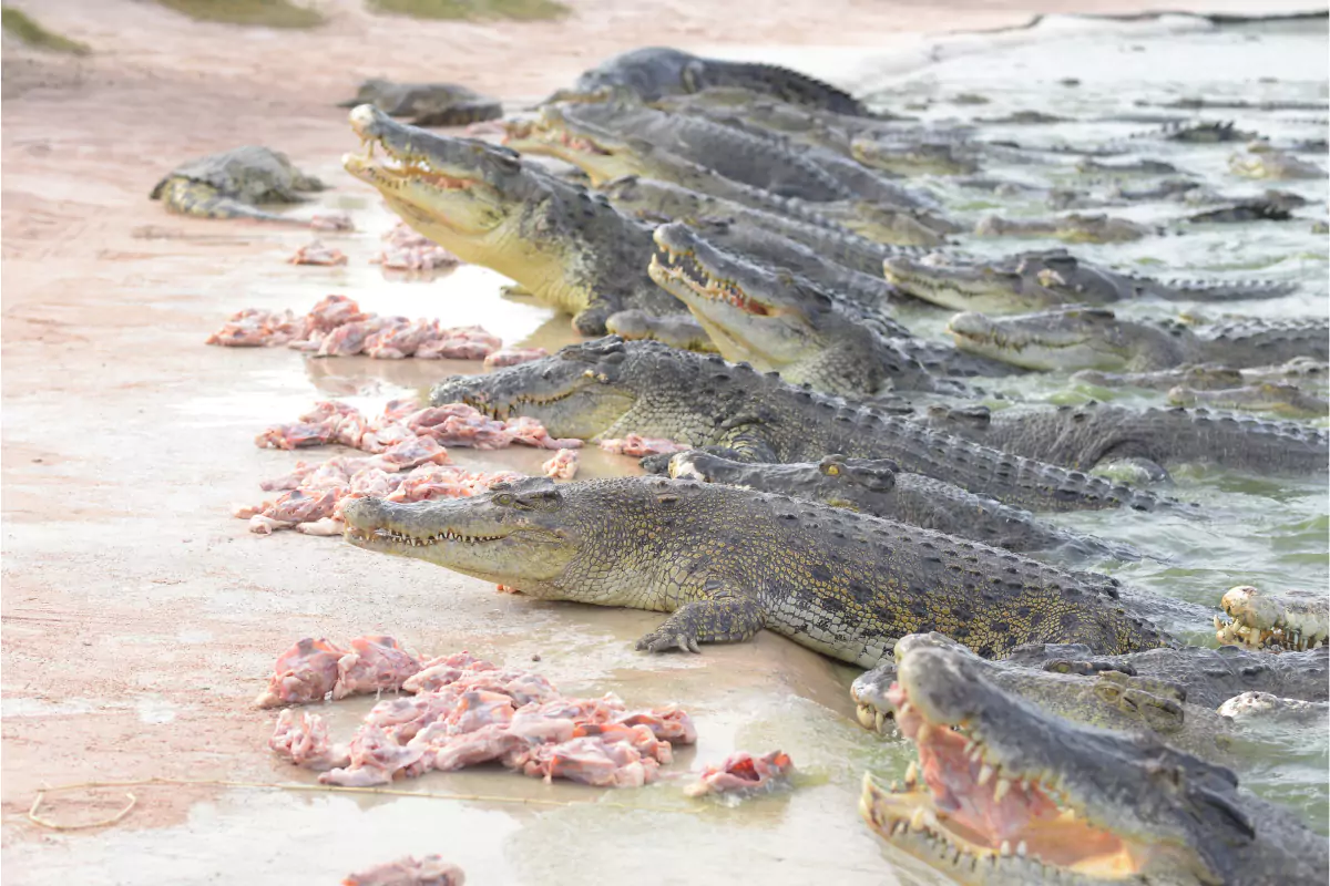 The Million Years Stone Park & Pattaya Crocodile Farm