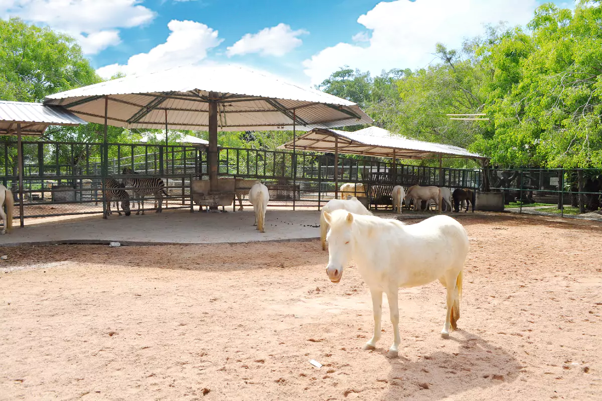 The Million Years Stone Park & Pattaya Crocodile Farm