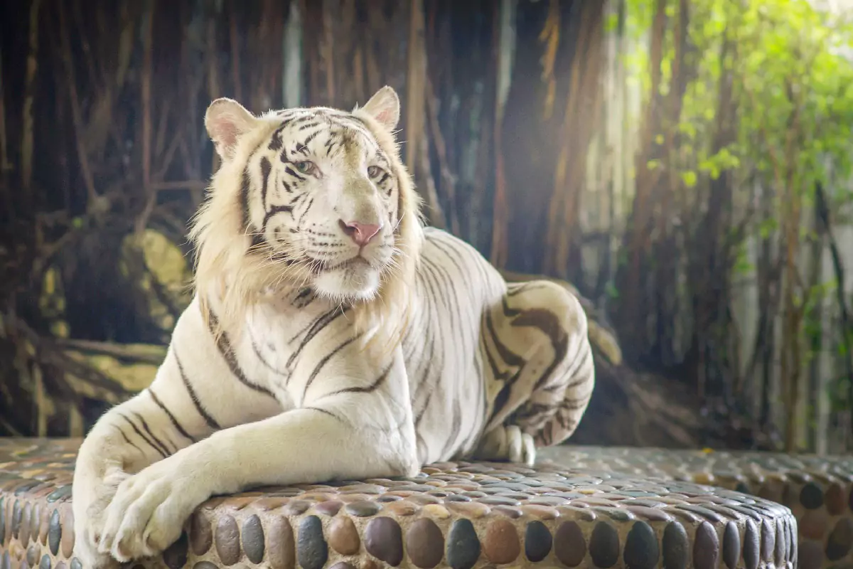 The Million Years Stone Park & Pattaya Crocodile Farm
