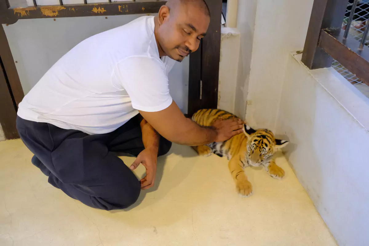 Tiger Park Pattaya-