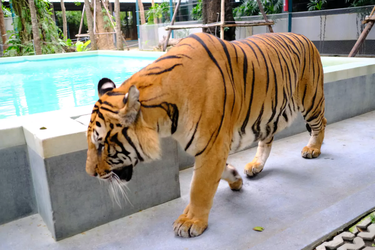 Tiger Park Pattaya-