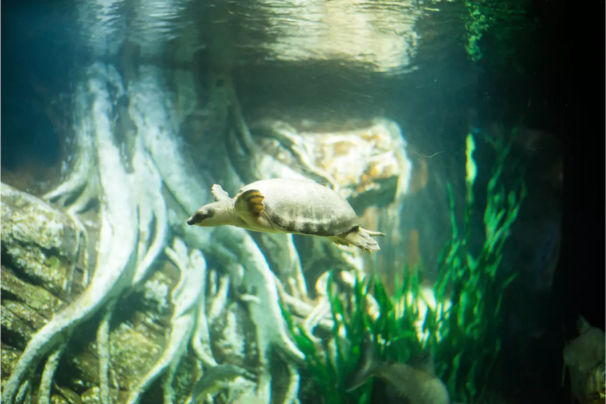Underwater World Pattaya