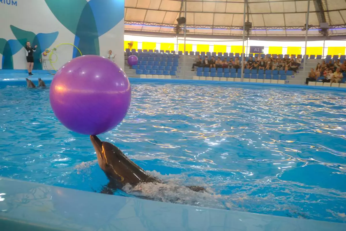 Pattaya Dolphinarium
