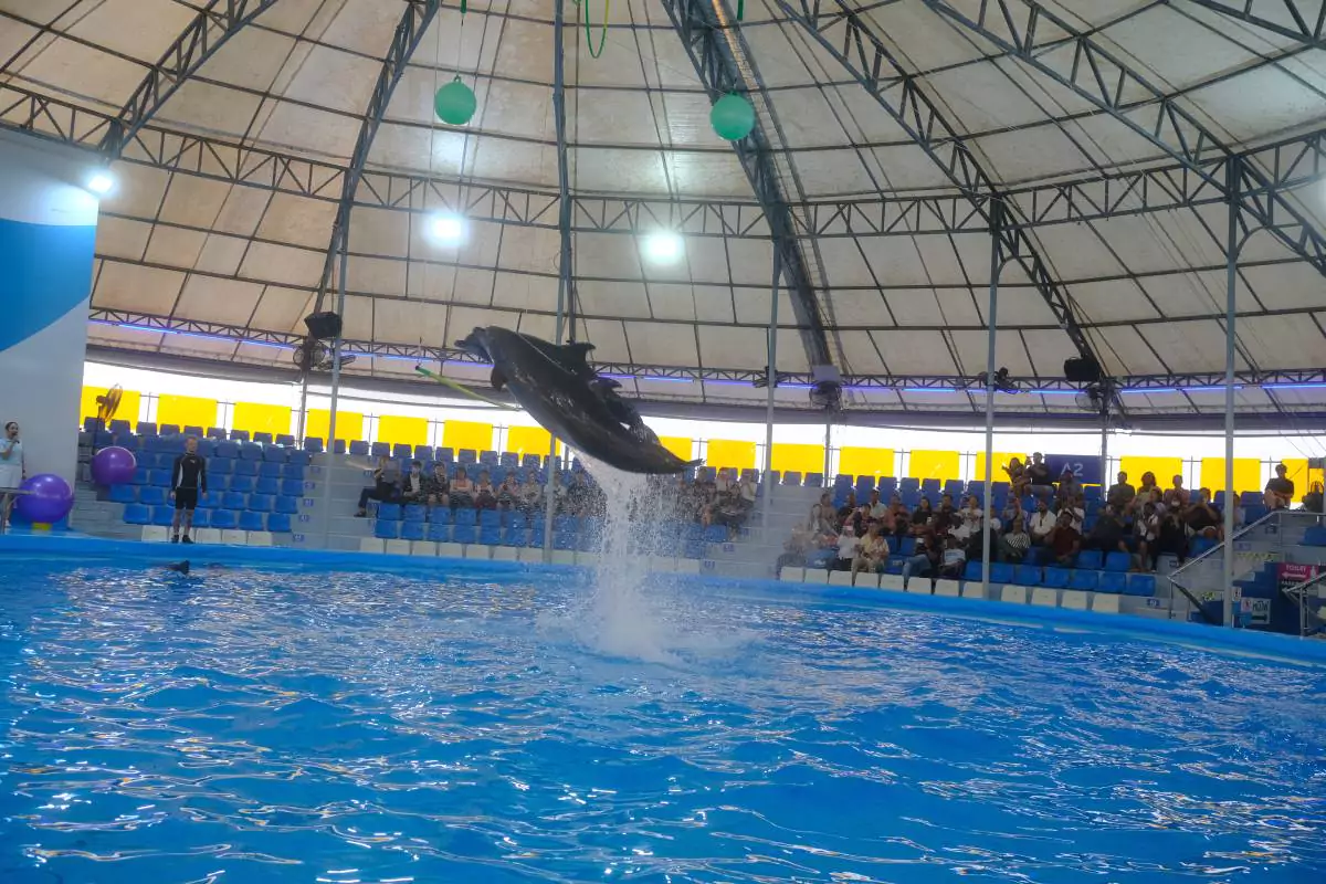 Pattaya Dolphinarium