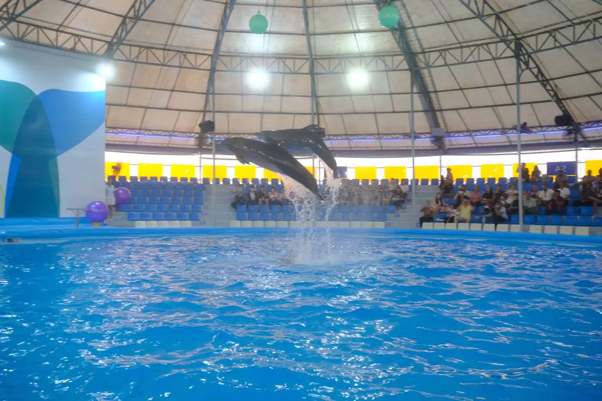 Pattaya Dolphinarium