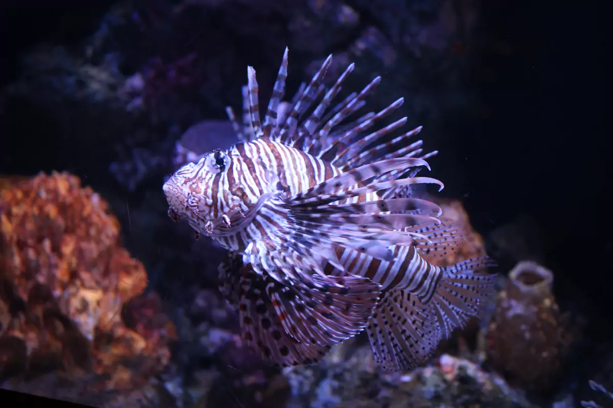 Sea Life Bangkok Ocean World