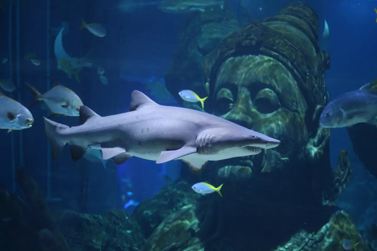 Sea Life Bangkok Ocean World