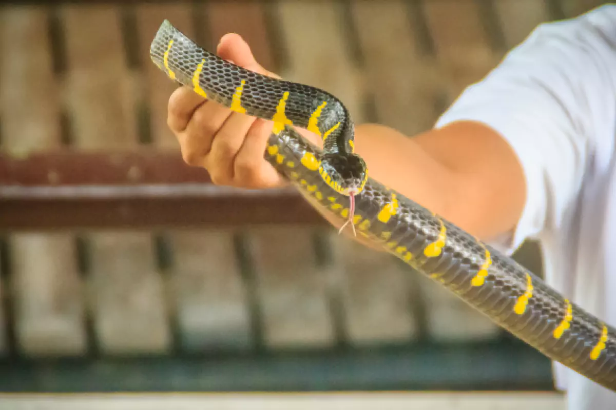 Snake Show And Leather Shop Pattaya