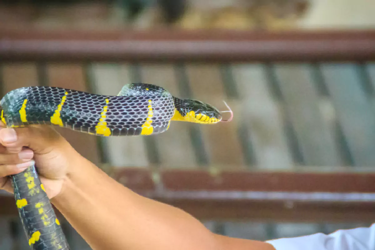 Snake Show And Leather Shop Pattaya
