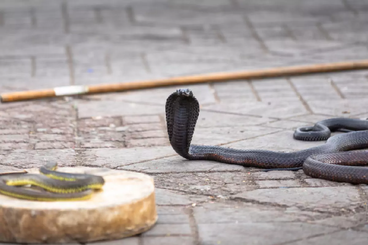 Snake Show And Leather Shop Pattaya
