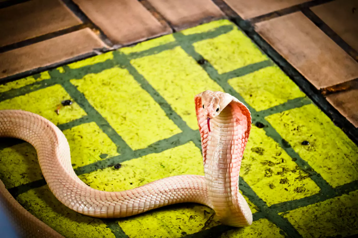 Snake Show And Leather Shop Pattaya