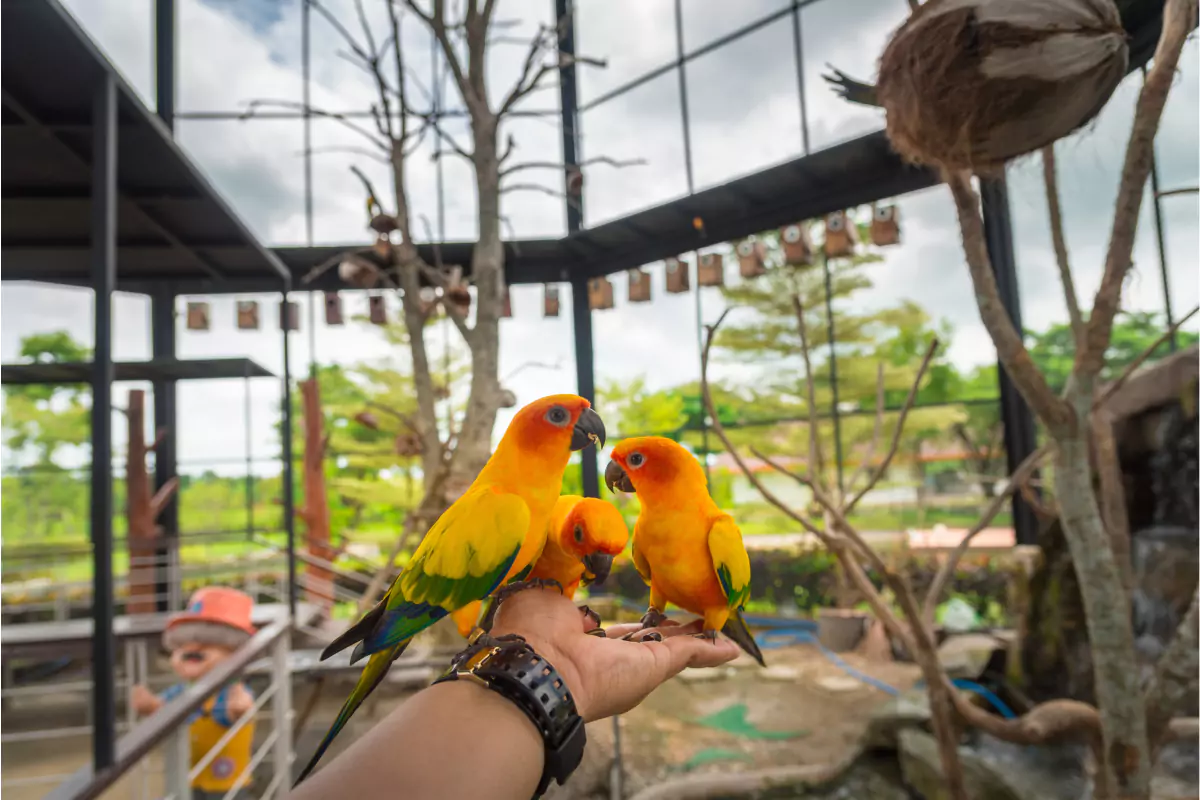 Bird Park Phuket