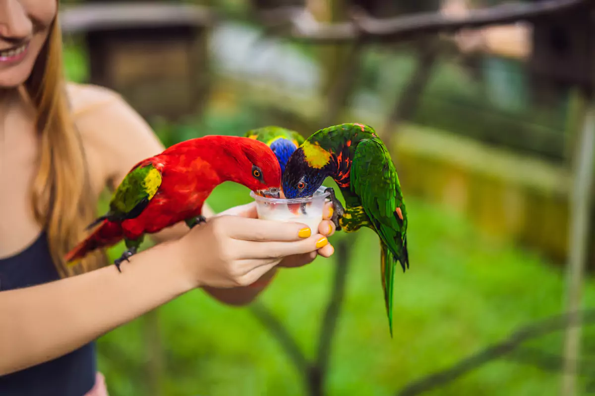 Bird Park Phuket