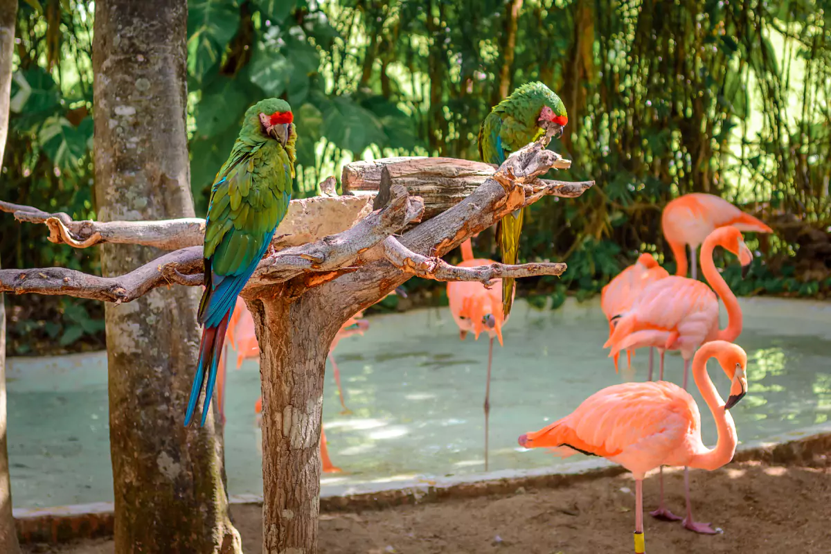 Bird Park Phuket