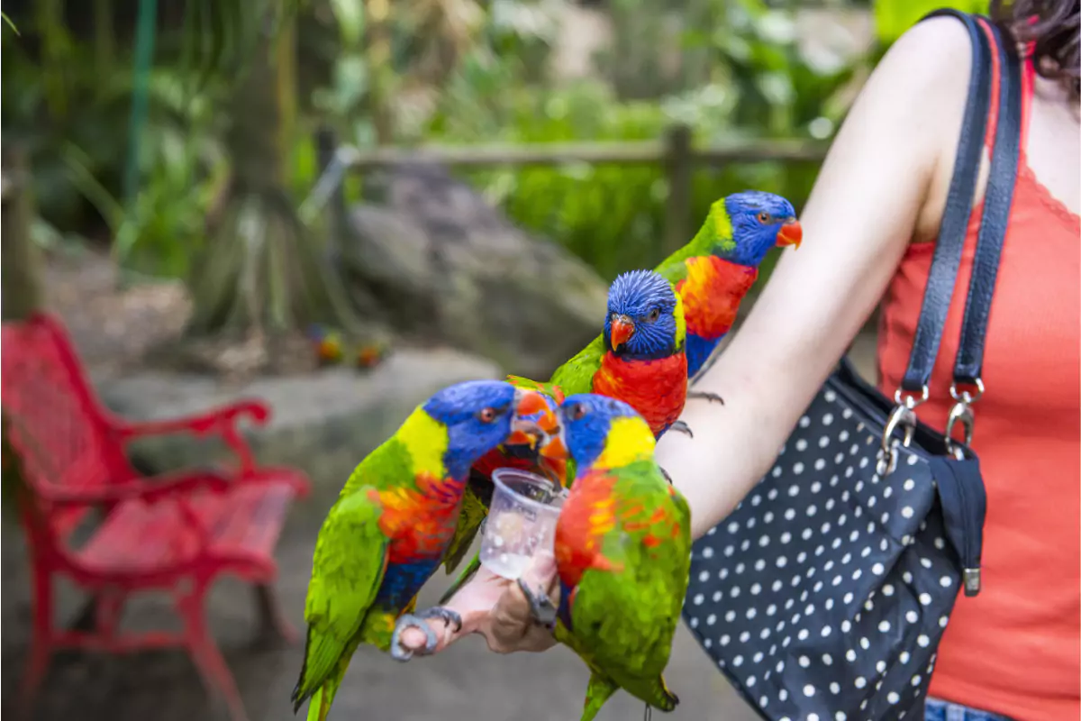Bird Park Phuket
