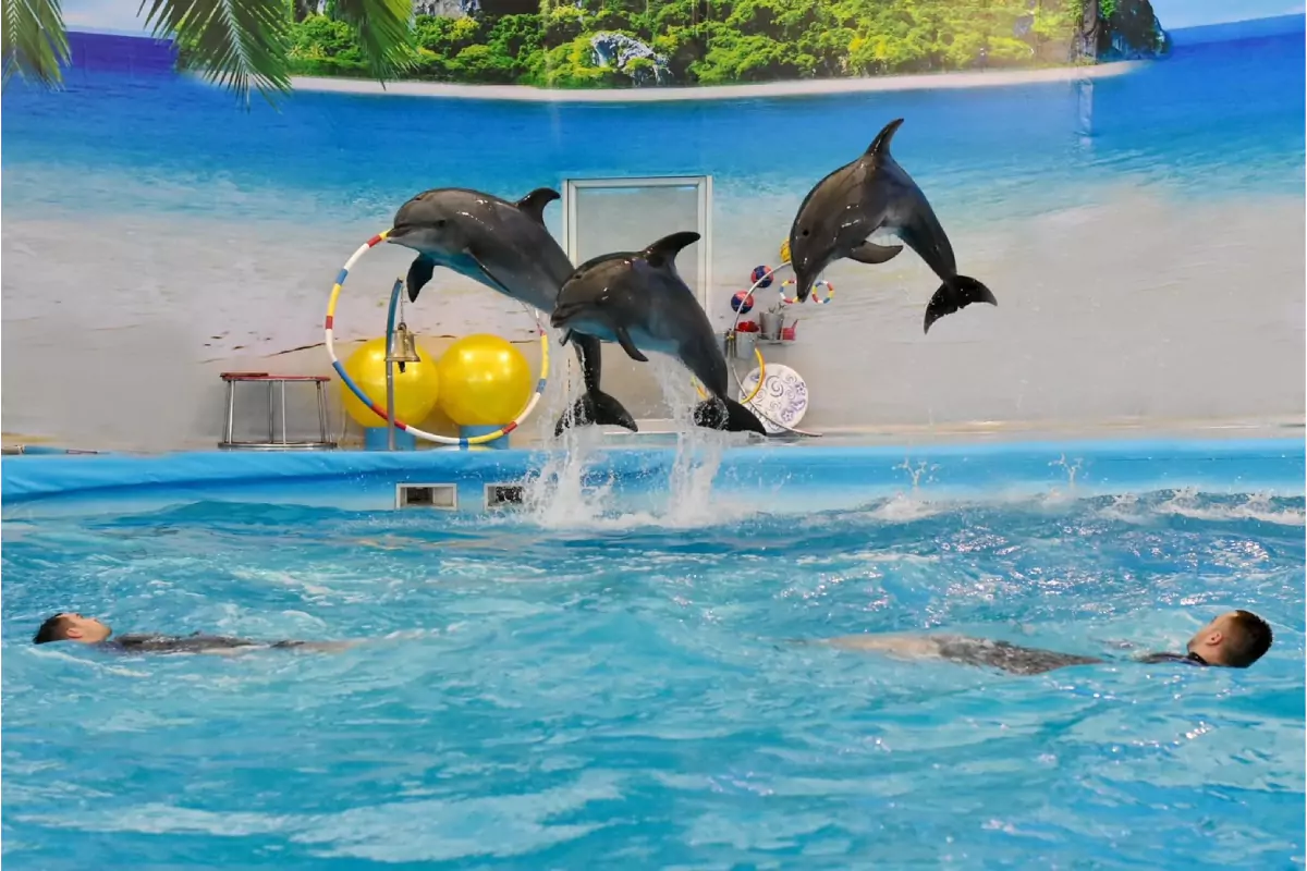 Dolphin Bay Phuket