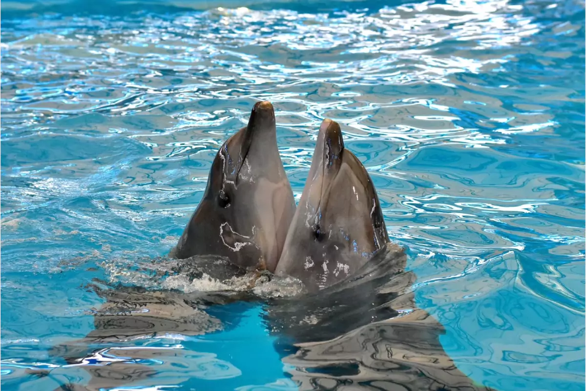 Dolphin Bay Phuket