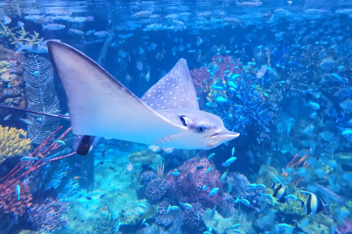 Aquaria Phuket