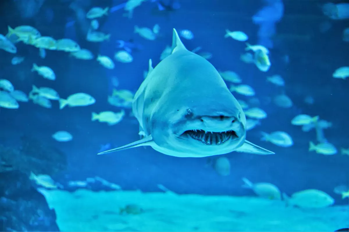 Aquaria Phuket