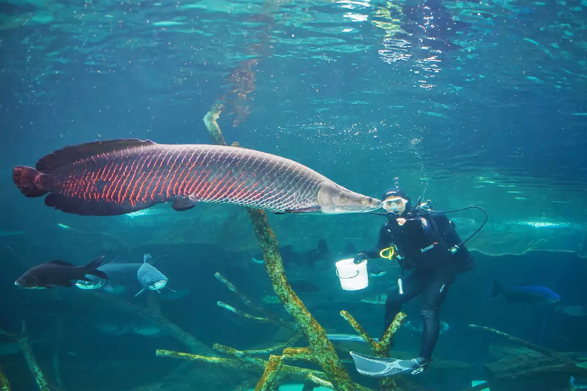 Aquaria Phuket