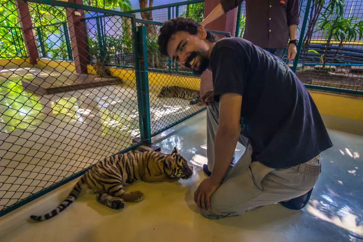 Tiger Kingdom Phuket