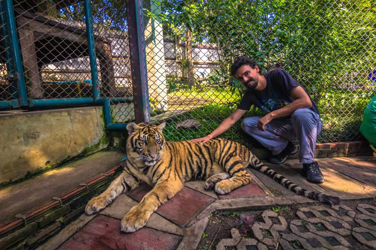Tiger Kingdom Phuket