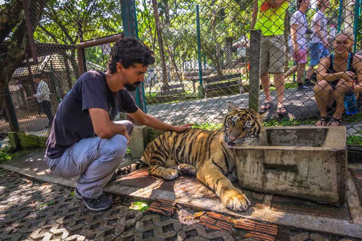 Tiger Kingdom Phuket