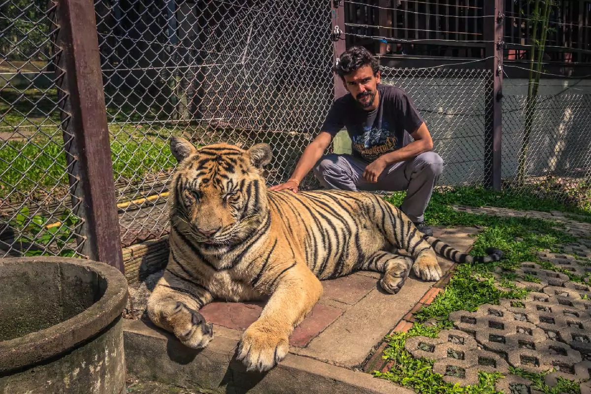 Tiger Kingdom Phuket