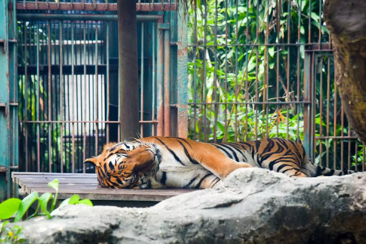 Tiger Kingdom Phuket