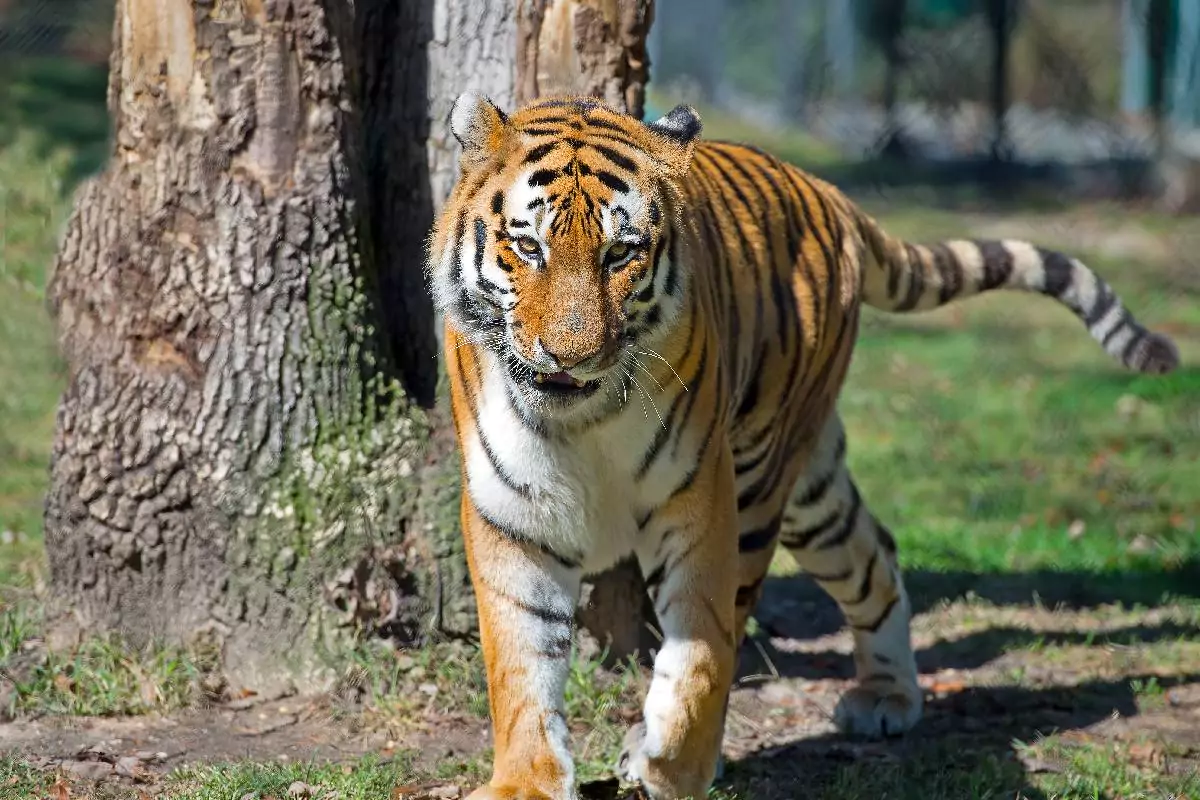 Tiger Kingdom Phuket