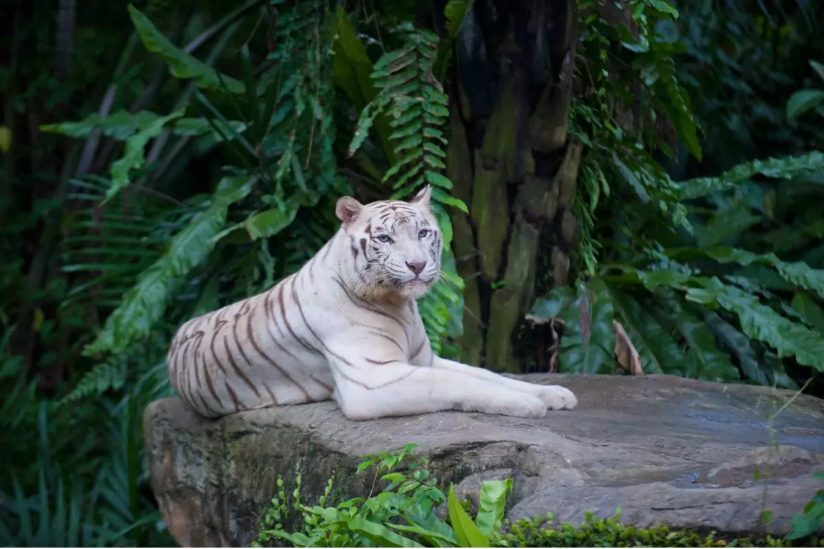 Tiger park Phuket