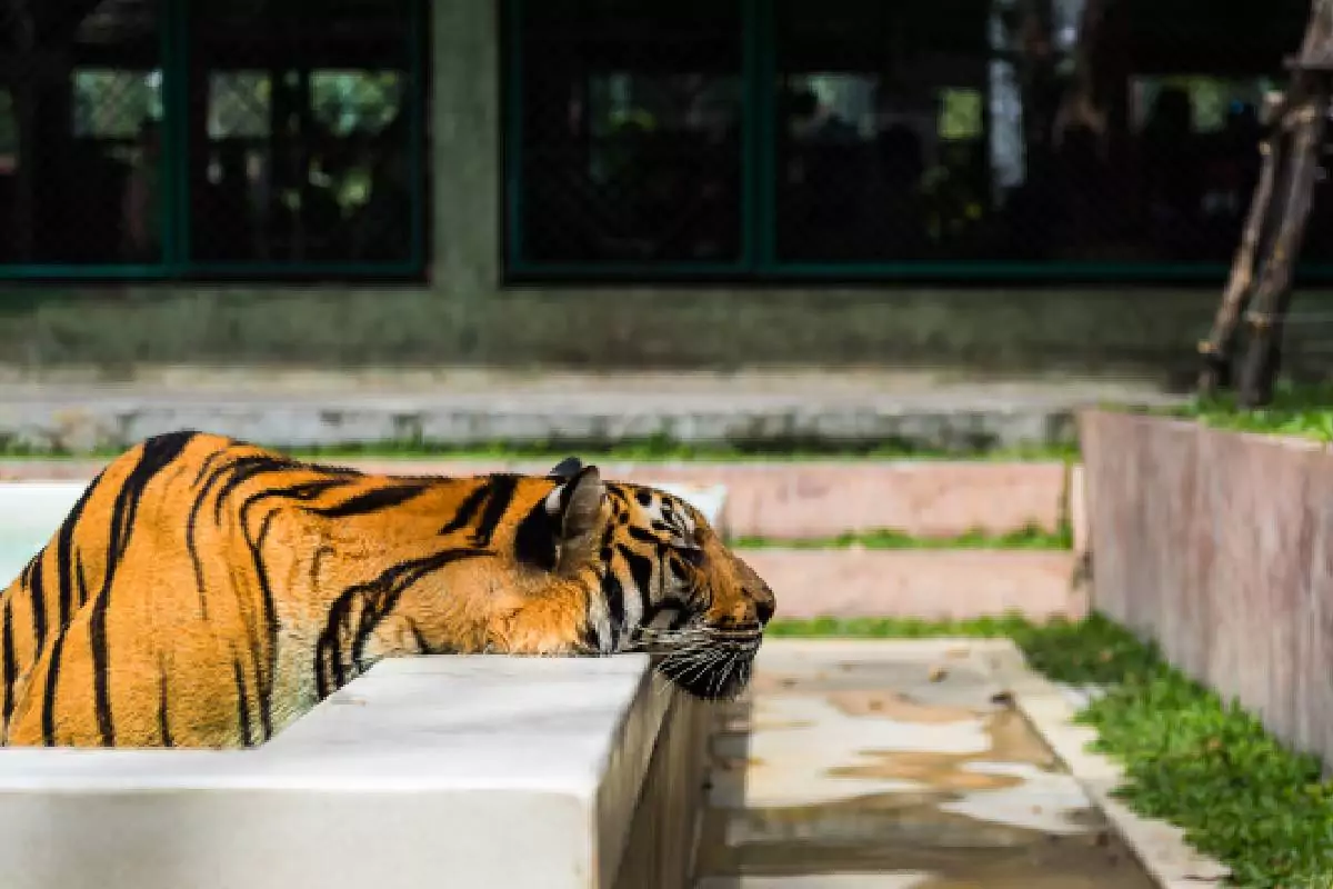 Tiger park Phuket
