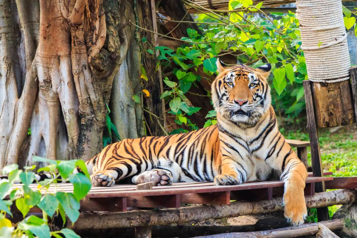 Tiger park Phuket