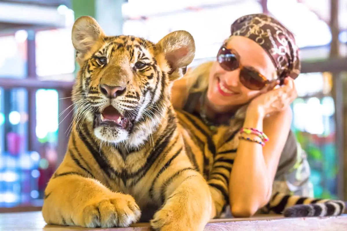 Tiger park Phuket