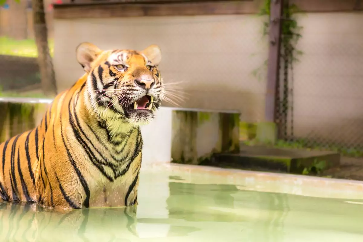 Tiger park Phuket