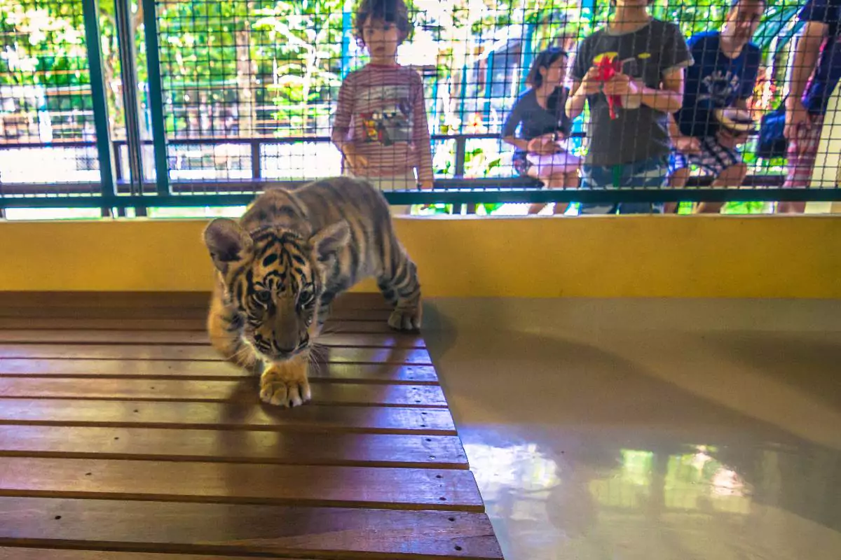 Tiger park Phuket