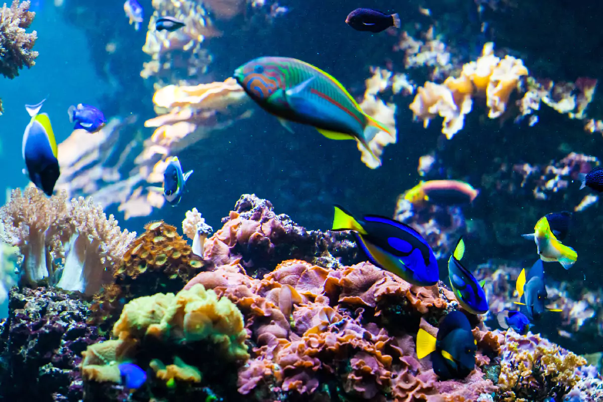 Phuket Aquarium