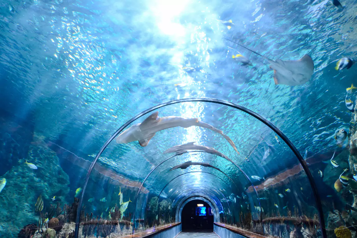 Phuket Aquarium