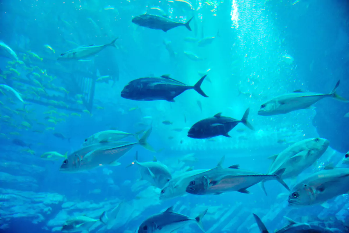 Phuket Aquarium
