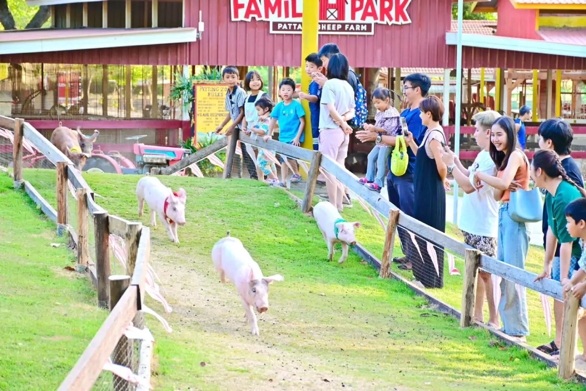 Pattaya Sheep Farm